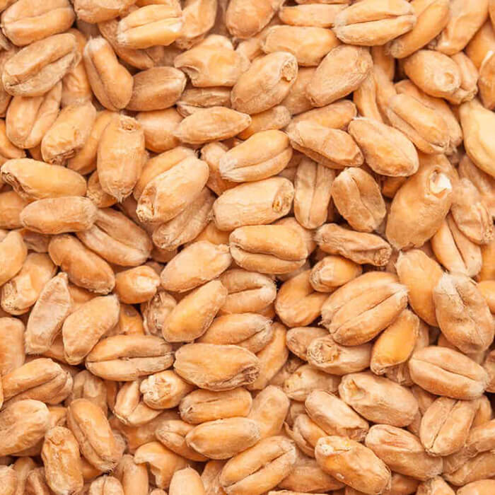 BESTMALZ BEST Wheat Malt – Milled